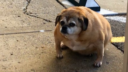 3 Amazing Obese Dog Weight Loss Journeys