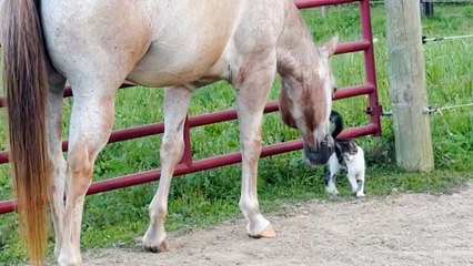 Horses Rescue A Tiny Kitten