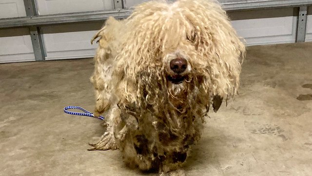 Bonded Matted Dogs Transform Together