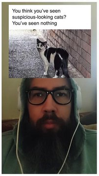 You think youve seen suspicious-looking cats? You've seen nothing