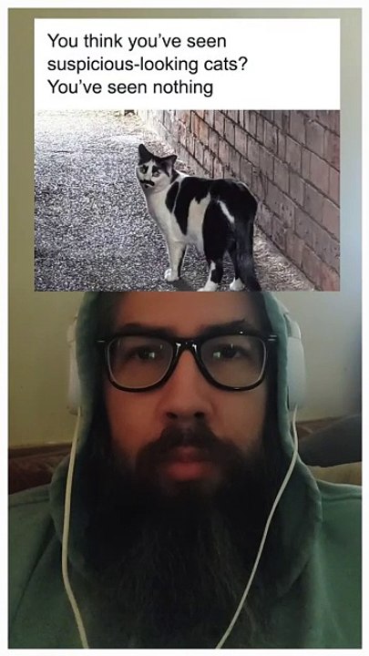 You think youve seen suspicious-looking cats? You've seen nothing