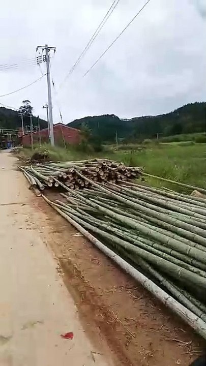 How many bamboo trucks are there waiting to be loaded on the roadside?