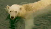 Polar Bears: Masters of Swimming and Incredible Hunters