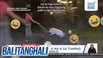 Alagang baboy, G na G sa tuwing makakakita ng walis | Balitanghali