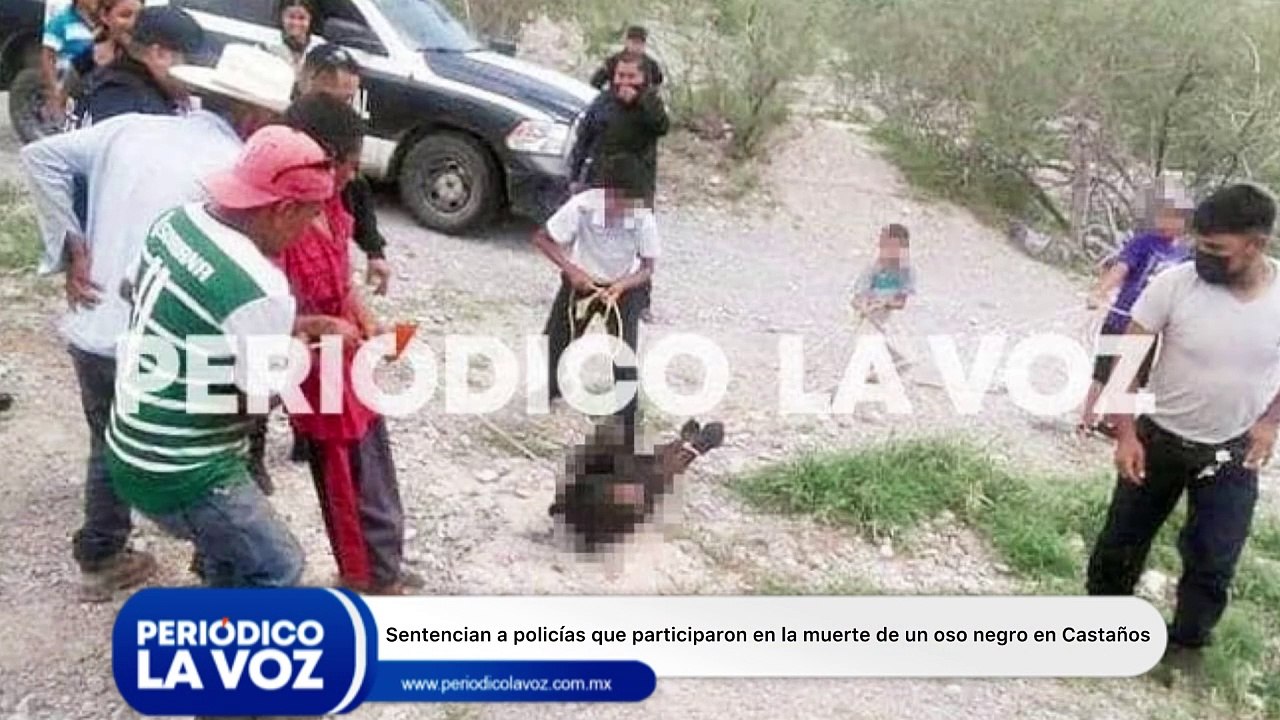 Dictan sentencia a policías que participaron en el maltrato y muerte de un oso negro