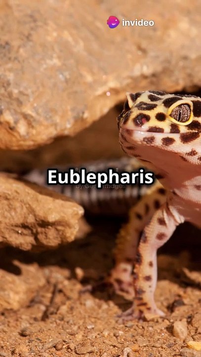 invideo-ai-1080 तेंदुआ छिपकली_ पालतू जानवरों की दुनिया का सितारा 2024-11-21