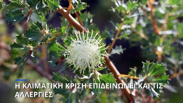 Η κλιματική κρίση επιδεινώνει τις αλλεργίες λόγω γύρης