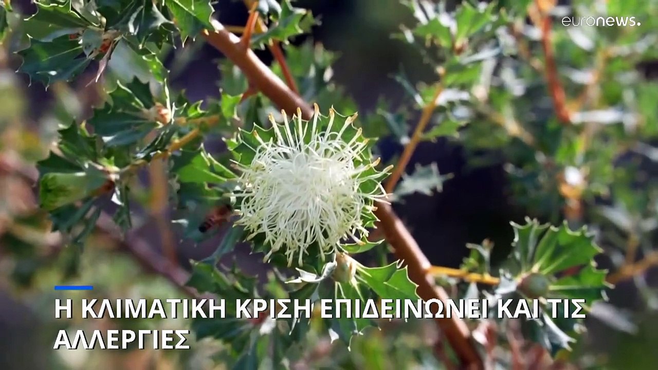 Η κλιματική κρίση επιδεινώνει τις αλλεργίες λόγ...