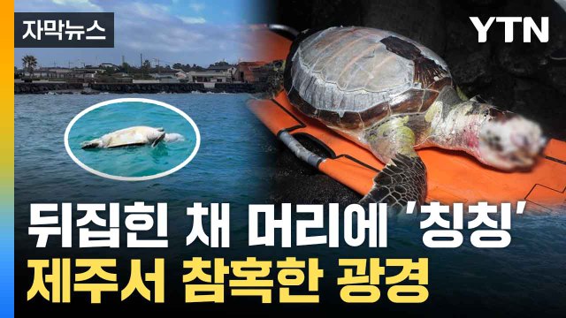 [자막뉴스] '멸종 위기' 바다거북의 최후... 원인 살펴보니 / YTN