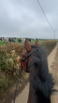 Va en ruta con su caballo y no da crédito al ver un gigantesco ciervo infiltrado en una ganado de vacas