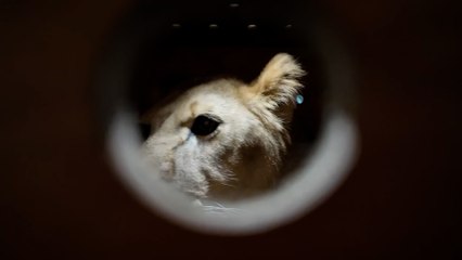 70 hayvan, Moskova'dan Pyongyang'a götürüldü