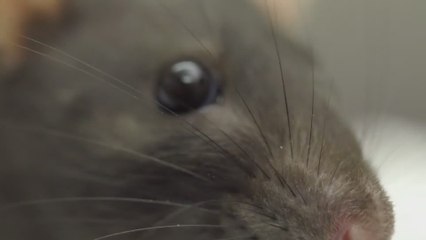 Enseñan a conducir a ratas y su emoción al volante asombra al mundo
