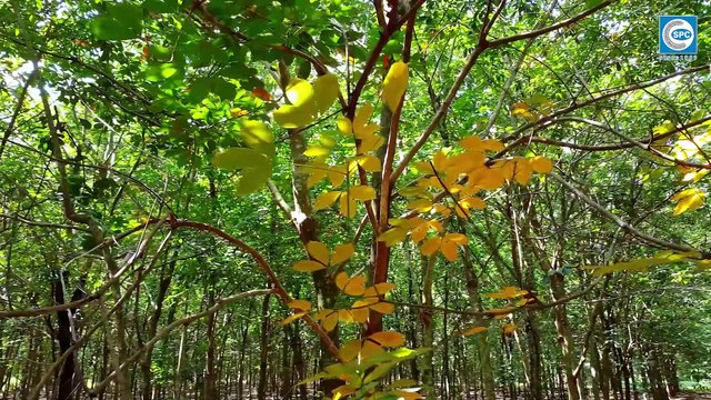 Chuyên gia Viện Nghiên cứu Cao su VN hướng dẫn phòng trị Bệnh Đốm Tròn và Nấm Hồng trên cây cao su