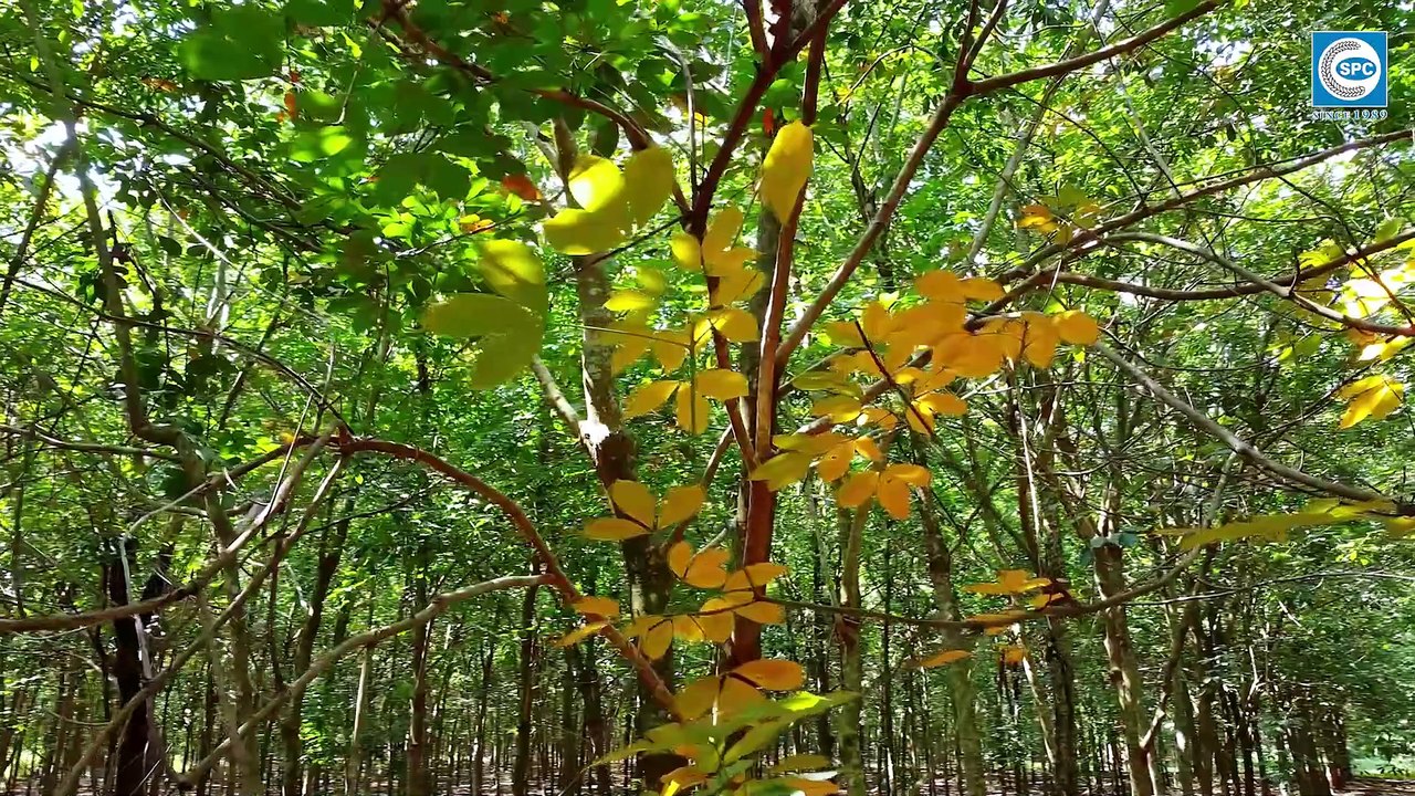 Chuyên gia Viện Nghiên cứu Cao su VN hướng dẫn phòng trị Bệnh Đốm Tròn và Nấm Hồng trên cây cao su