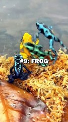 TOP 10 PETS 2024! #animals #top10 #pets