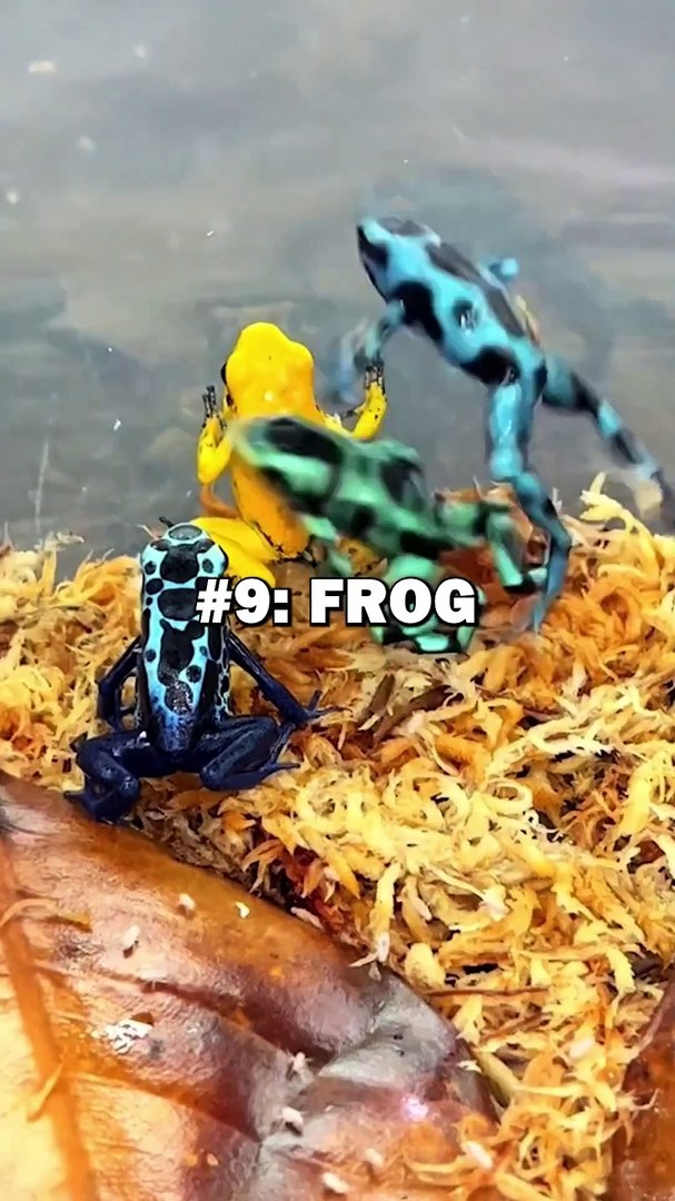 ⁣TOP 10 PETS 2024! #animals #top10 #pets