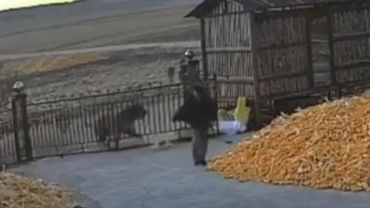 Tigre sfonda il cancello, un uomo si salva per miracolo