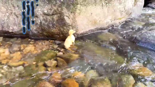 Monkey Baby Bon Bon Sleeps with five ducklings and bathes with puppies in the bathtub