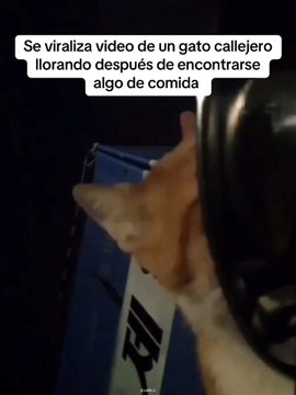Los corazones de miles de personas se encogen al ver un gato callejero 'llorar' al encontrar comida: Yo también voy a llorar