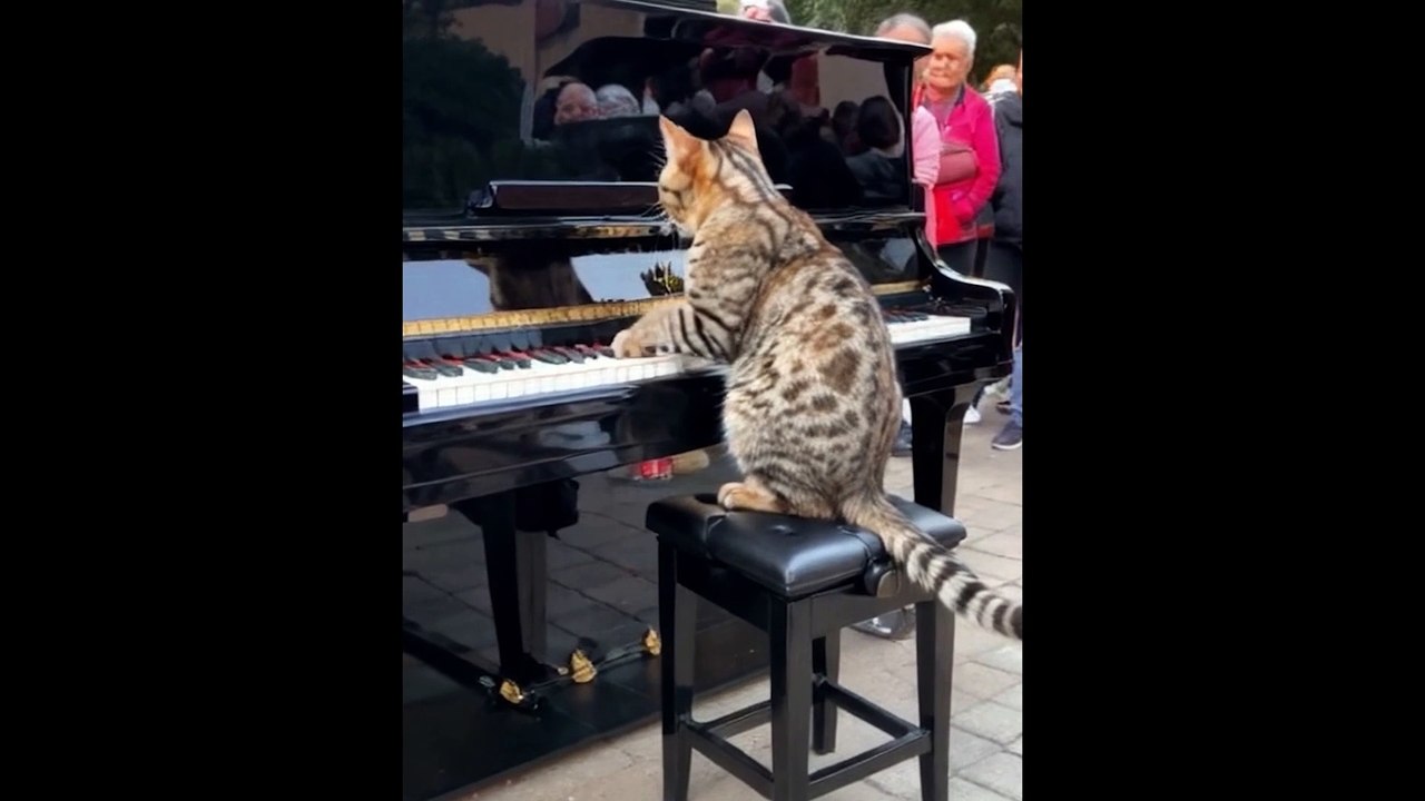 Trending music #saxophone #woodenflute #piano  #guitar  #violin