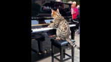 Trending music #saxophone #woodenflute #piano  #guitar  #violin