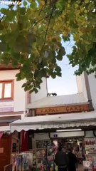 Face à face intense entre 2 chats sur un toit