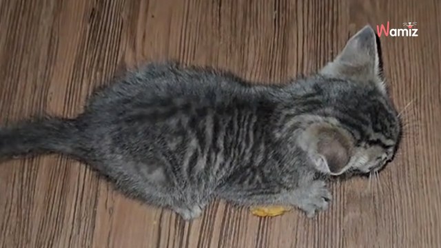 Son chaton « se bat » contre un nugget : son exploit fait exploser de rire 2M d’internautes (vidéo)