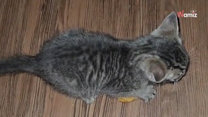 Son chaton « se bat » contre un nugget : son exploit fait exploser de rire 2M d’internautes (vidéo)