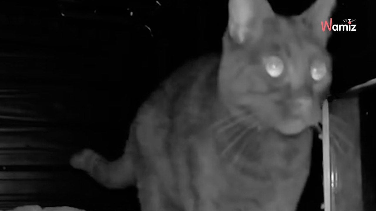 Video. Costruiscono un rifugio per gatti randagi: visto il successo, decidono di fare ancor meglio