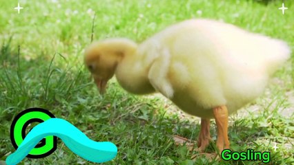 ABC Phonics Song | Baby Animals A-Z | Real-Life Footage Kids Song for Preschool Education