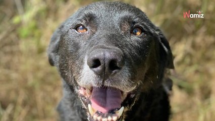 Au refuge depuis plus de 4 ans, ce chien affectueux ne comprend pas pourquoi personne ne le regarde