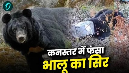 भोजन की तलाश में भालू ने कनस्तर में डाला सिर,फंसा सिर तो परेशान होकर इधर उधर भटका