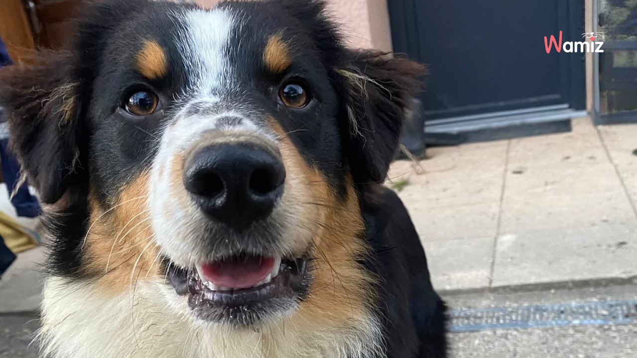 Acheté dans un salon du chiot, ce chien de 7 mois a été abandonné en refuge après quelques jours