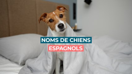 Les meilleurs noms espagnols pour les chiens.