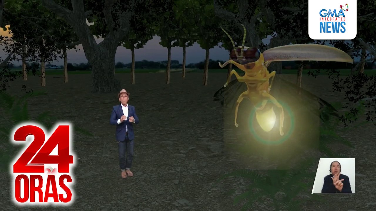 Nagningning ang mga mata ng netizens sa viral video ng daan-daang alitaptap sa kagubatan ng Masungi Georeserve | 24 Ora