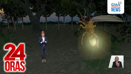 Nagningning ang mga mata ng netizens sa viral video ng daan-daang alitaptap sa kagubatan ng Masungi Georeserve | 24 Ora