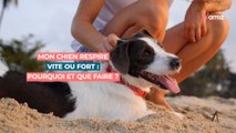 Mon chien respire vite ou fort : pourquoi et que faire ?