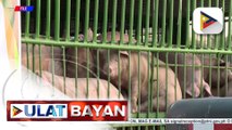 D.A.: Supply ng baboy, sapat sa pagsapit ng holiday season; presyo ng baboy, tumaas na