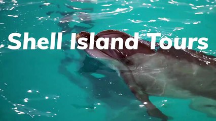 Shell Island Tours - 2515 Shady Oak Ct, Panama City Beach, FL, US, 32408