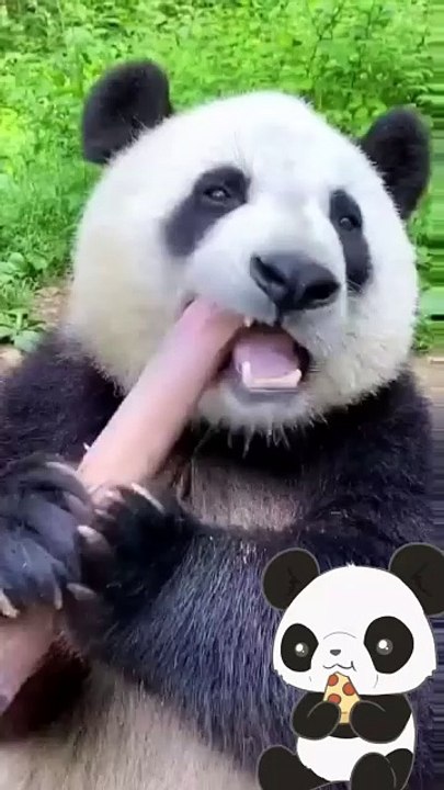 Panda and sugar cane 🤩😍