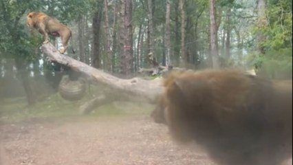 Lions roam freely in a lion lodge with see-through glass walls