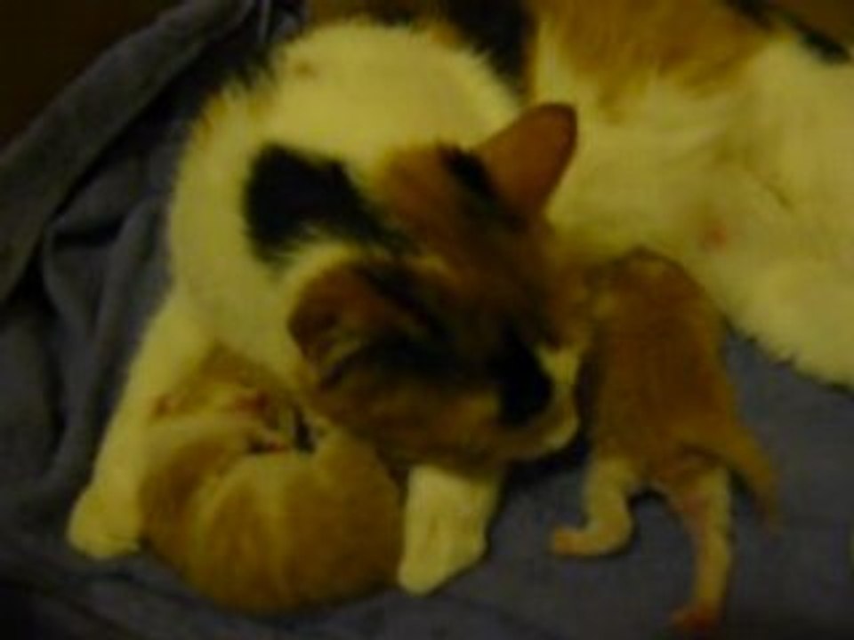 Lilly Rush et ses chatons