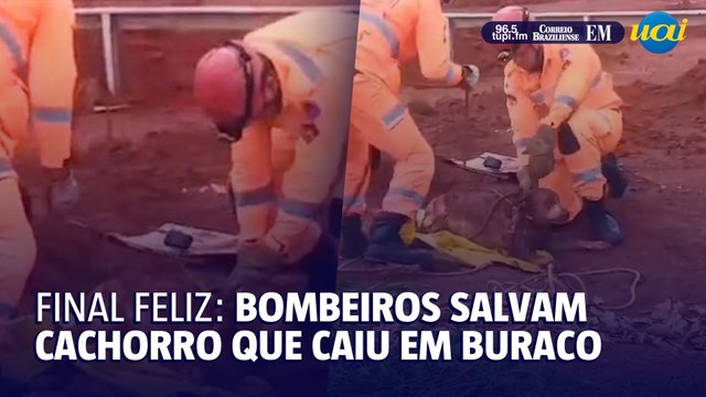 Bombeiros salvam cachorro que caiu em buraco, em Araguari