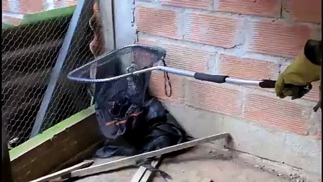 Bajo “claros signos de desnutrición” fue rescatado un ocelote en Bello, Antioquia