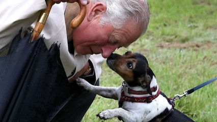 La reine Camilla pleure son bien-aimé Jack Russel, Beth