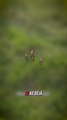 Les piqures de moustiques