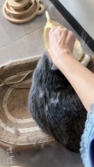 Kitty is enjoying natural hair brush