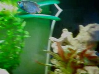 Mechant les Guppys (1)