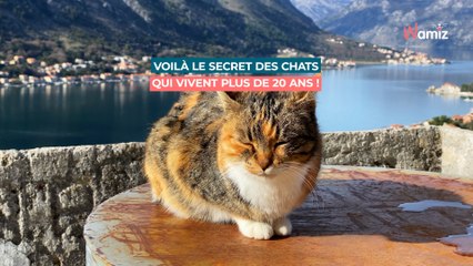 Voilà le secret des chats qui vivent plus de 20 ans !