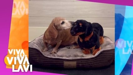 Perrito pierde a su amigo y encuentra un peluche idéntico